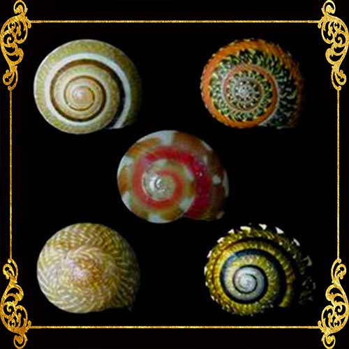 1 Kilo | Batad | Common Button Top Sea Shells