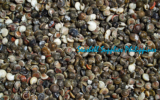 1 Kilo | Batad | Common Button Top Sea Shells