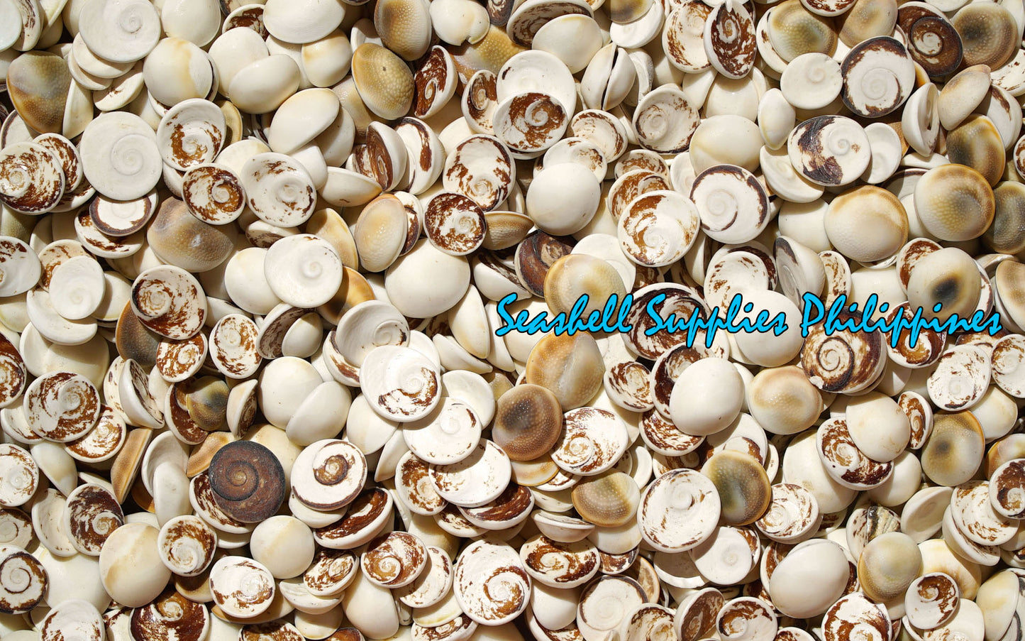 1 Kilo | Cat's Eye | Operculum Sea Shells | Black