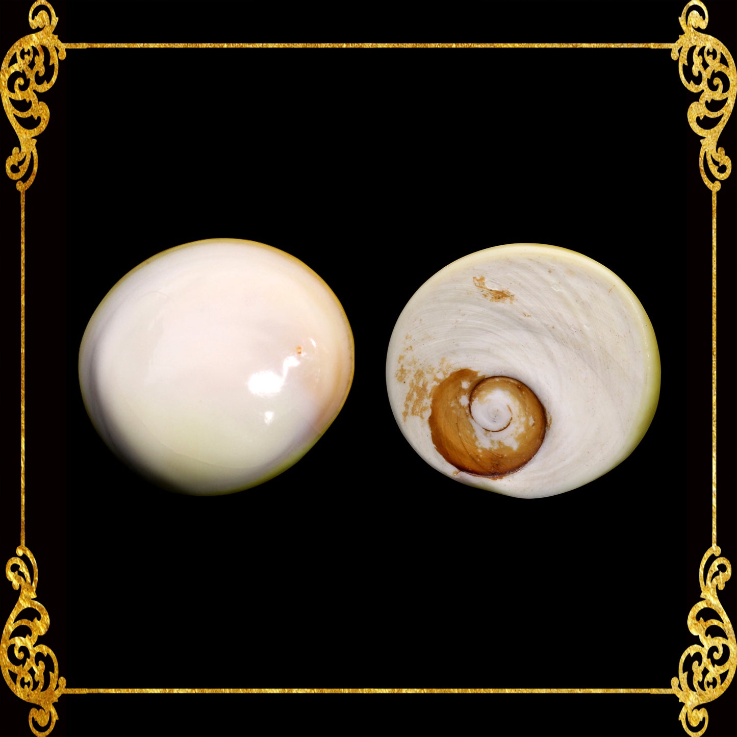 1 Kilo | Cat's Eye | Operculum Sea Shells | Shiny