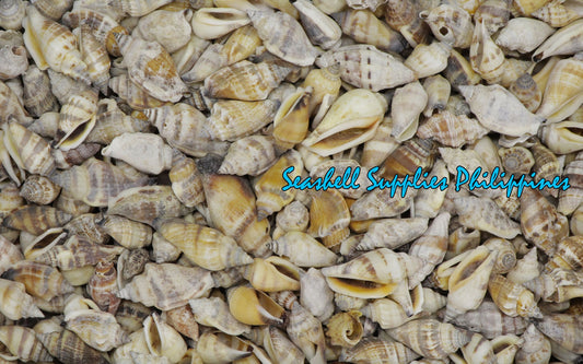 1 Kilo | Sicad | Little Bear Conch | Natural | Seashells | Sea shells